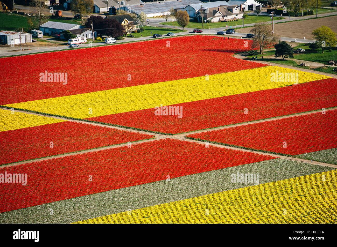 Aerial view of rows of yellow and red tulip fields Stock Photo - Alamy