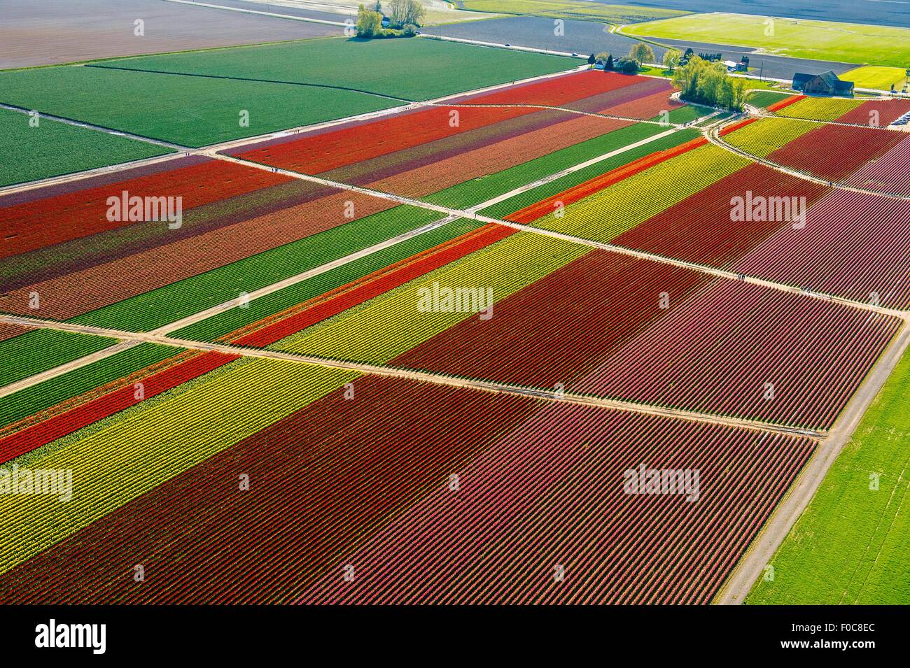 Aerial view of colorful tulip fields and paths Stock Photo
