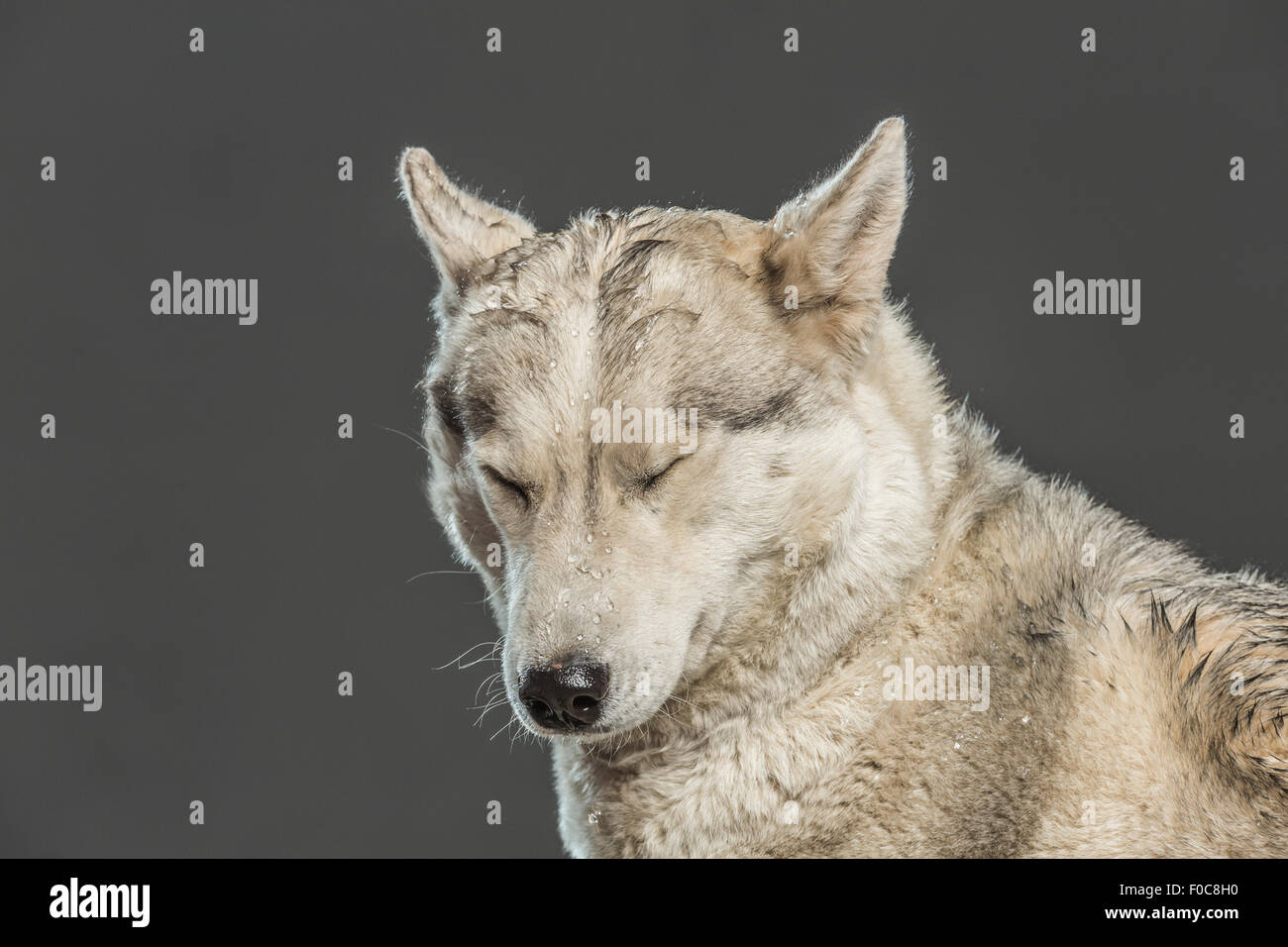 Siberian Husky with eyes closed over gray background Stock Photo