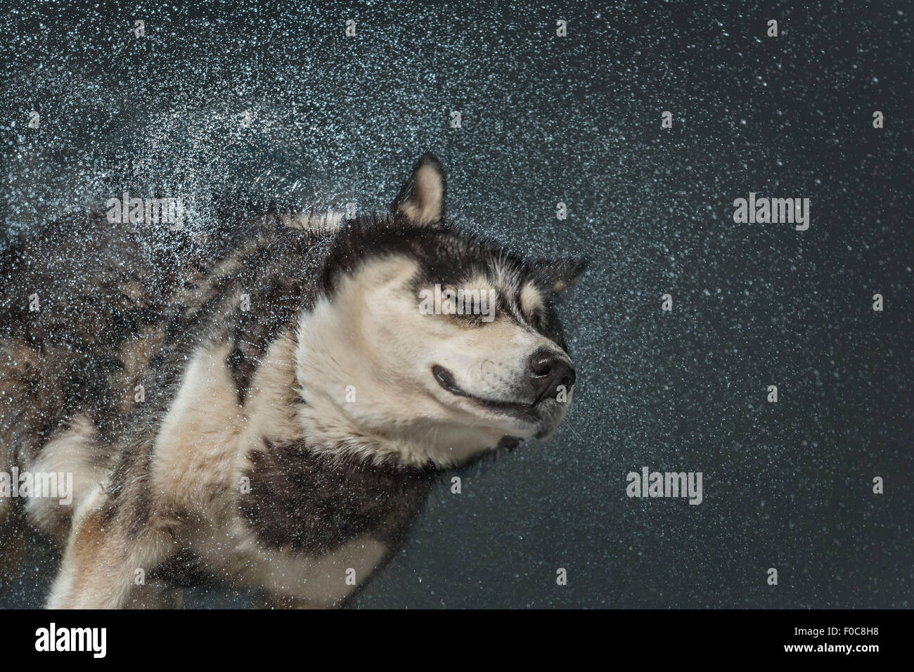 Siberian Husky shaking off water over gray background Stock Photo