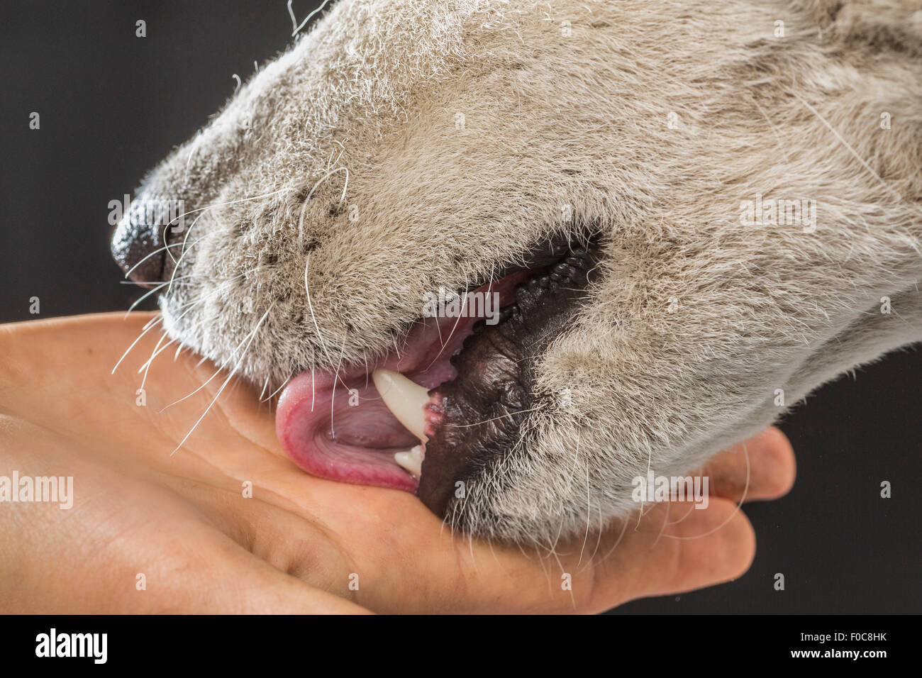 Close-up of Siberian Husky licking woman hand over gray background Stock Photo