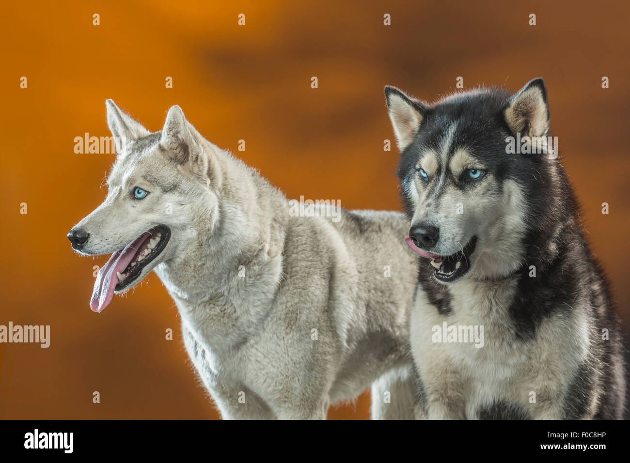 Siberian Huskies over colored background Stock Photo