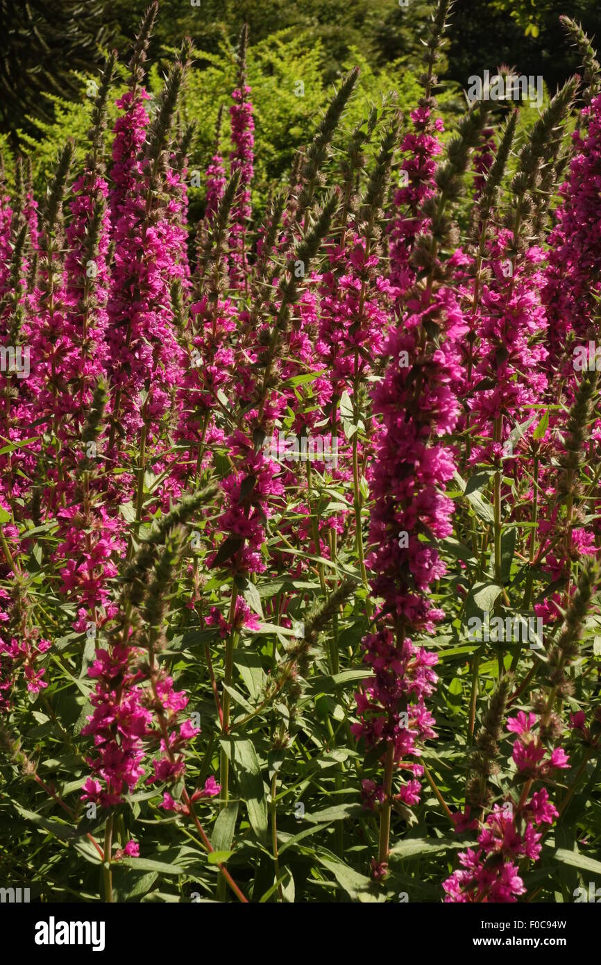 Purple Loosestrife Flowers Stock Photo Alamy