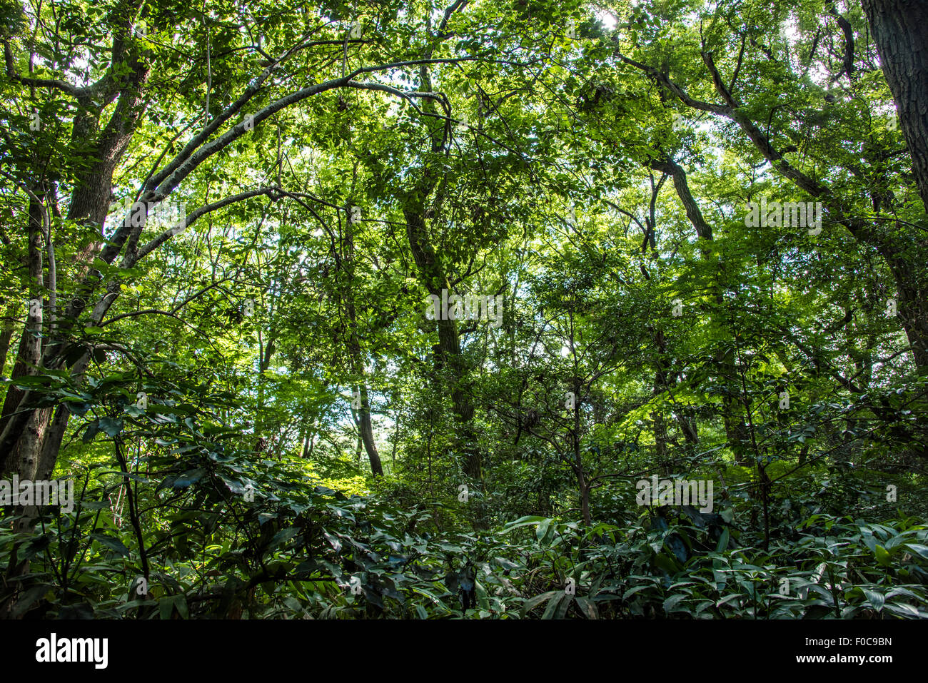 Meiji Jingu Shrine Inner Garden,Shibuya-Ku,Tokyo,Japan Stock Photo