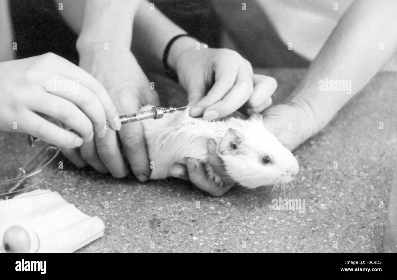 medicine, laboratory, checking of a vaccine on a guinea pig, BCG Institute, Jena, 20th century, 20th century, science, sciences, research, animal experiment, animal experiments, animal, animals, syringe, syringes, inject, injecting, vaccine, vaccines, vaccination, jab, vaccinations, jabs, vaccinate, vaccinating, medicine, medicines, laboratory, lab, labs, laboratories, cavy, guinea pig, cavies, guinea pigs, historic, historical, people, Additional-Rights-Clearences-Not Available Stock Photo