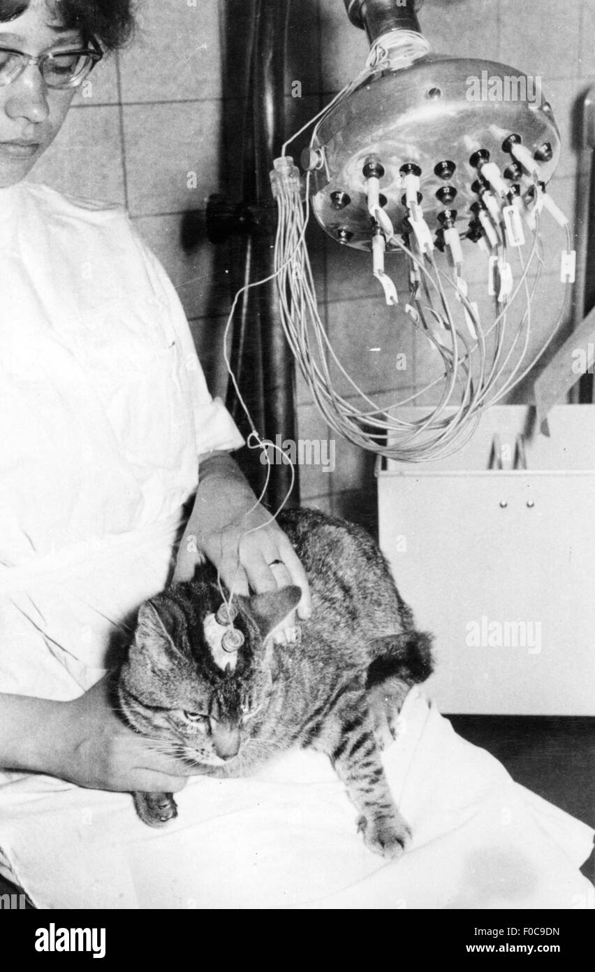 medicine, laboratory, EEG on a cat, out of:  'Elektroenzephalographische Beurteilung der Psychopharmaka auf den Aktivitaetszustand des Zentralnervensystems', Berlin, 1963, Additional-Rights-Clearences-Not Available Stock Photo