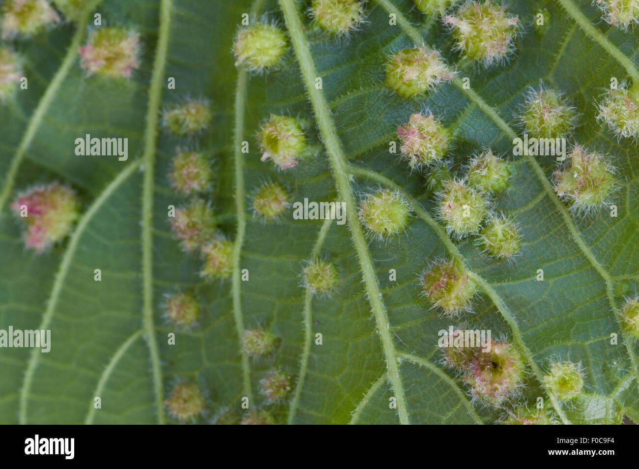 Eriophyes (colomerus vitis). Grapes desease. Attac on new leaves. Stock Photo
