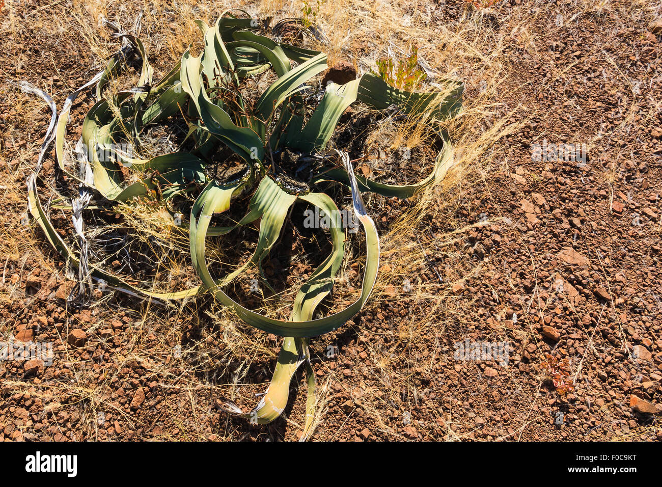 Desert plant africa hires stock photography and images Alamy