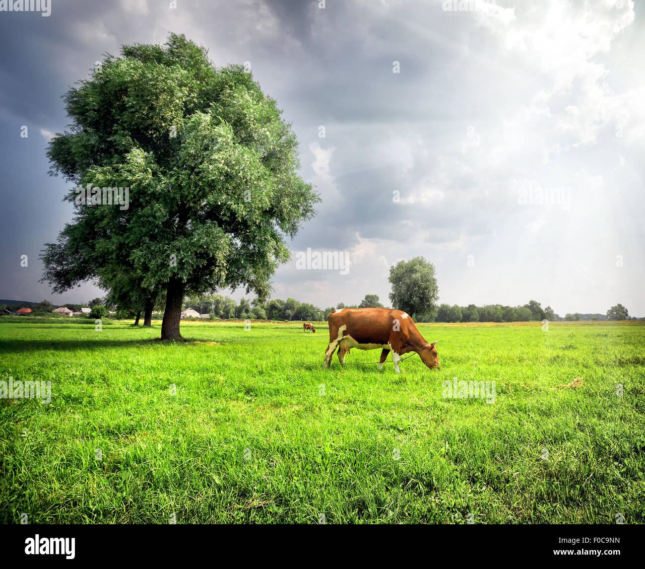 Brown cow on green meadow with trees under cloudy sky Stock Photo - Alamy