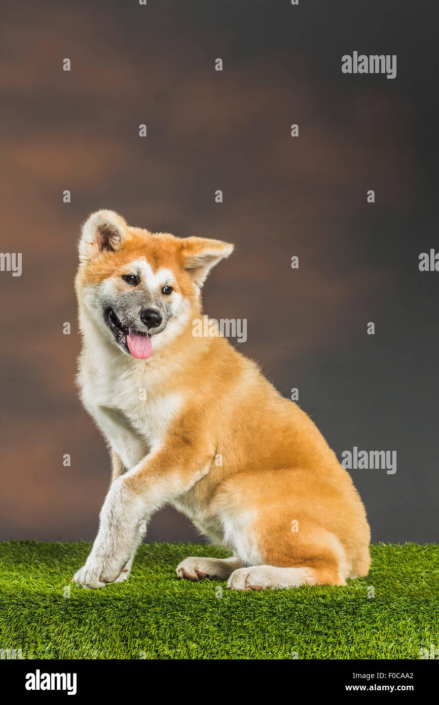 Japanese Akita sitting on grassy field Stock Photo - Alamy
