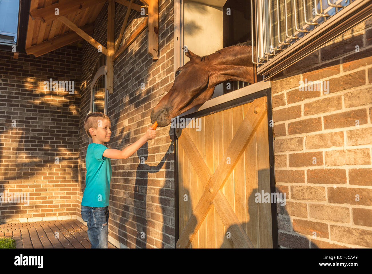 Side view of boy feeding carrot to horse in stable Stock Photo