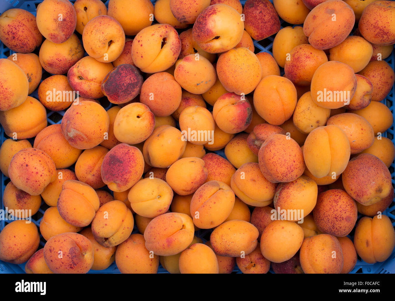Prunus armeniaca 'Moorpark'. Harvested Apricots 'Moorpark' in a container Stock Photo