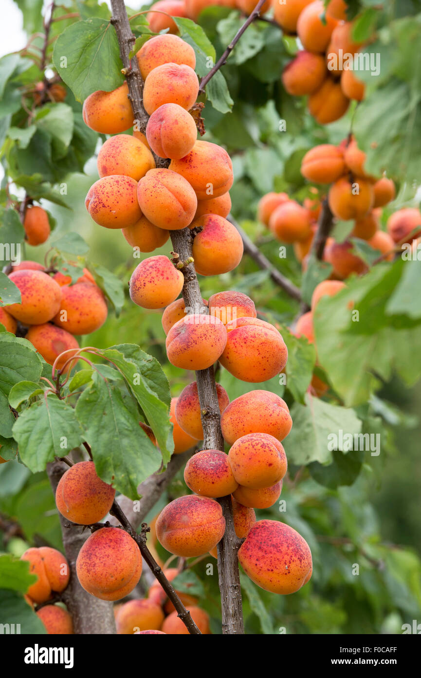 Prunus armeniaca 'Moorpark'. Apricot 'Moorpark' on the tree Stock Photo