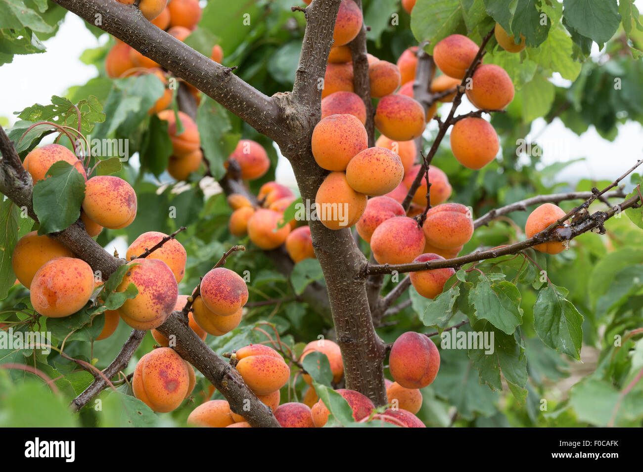 Prunus armeniaca 'Moorpark'. Apricot 'Moorpark' on the tree Stock Photo