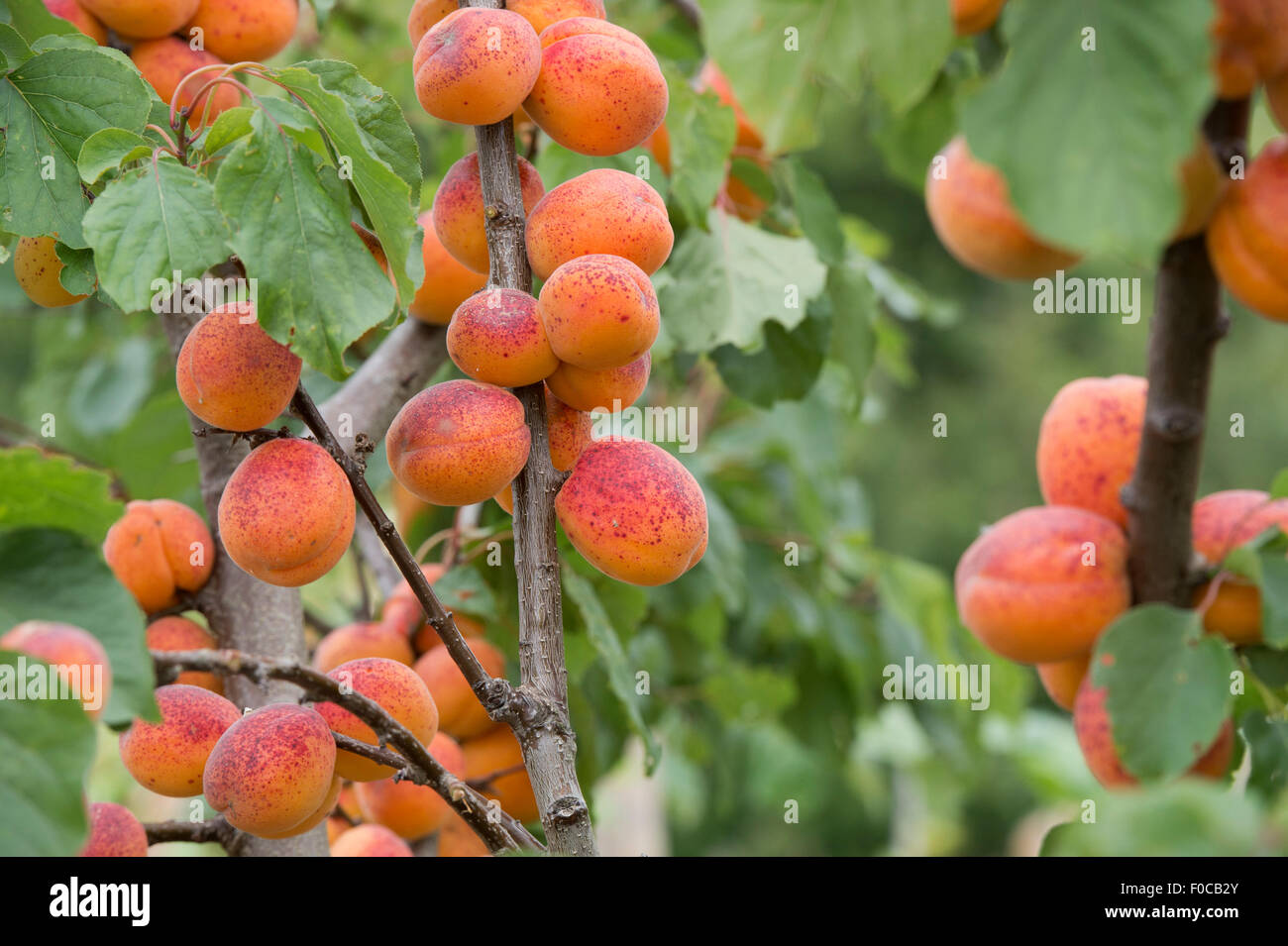 Prunus armeniaca 'Moorpark'. Apricot 'Moorpark' on the tree Stock Photo