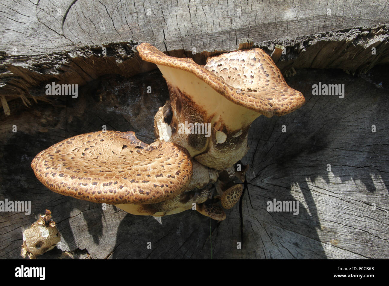 Bracket Fungus on dead tree stump Kent UK Stock Photo