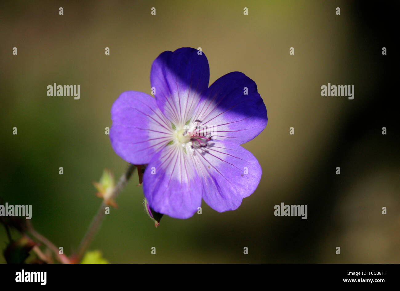Purple blume hi-res stock photography and images - Alamy