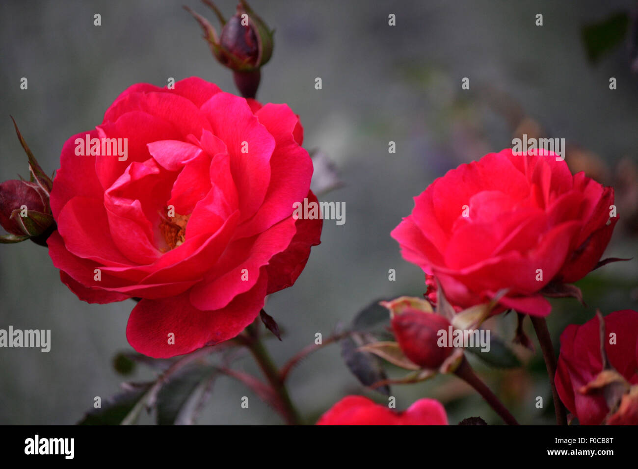 Rote Rosen High Resolution Stock Photography and Images - Alamy