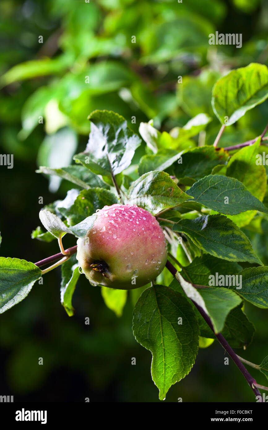 ripe apple on a tree after rain Stock Photo - Alamy