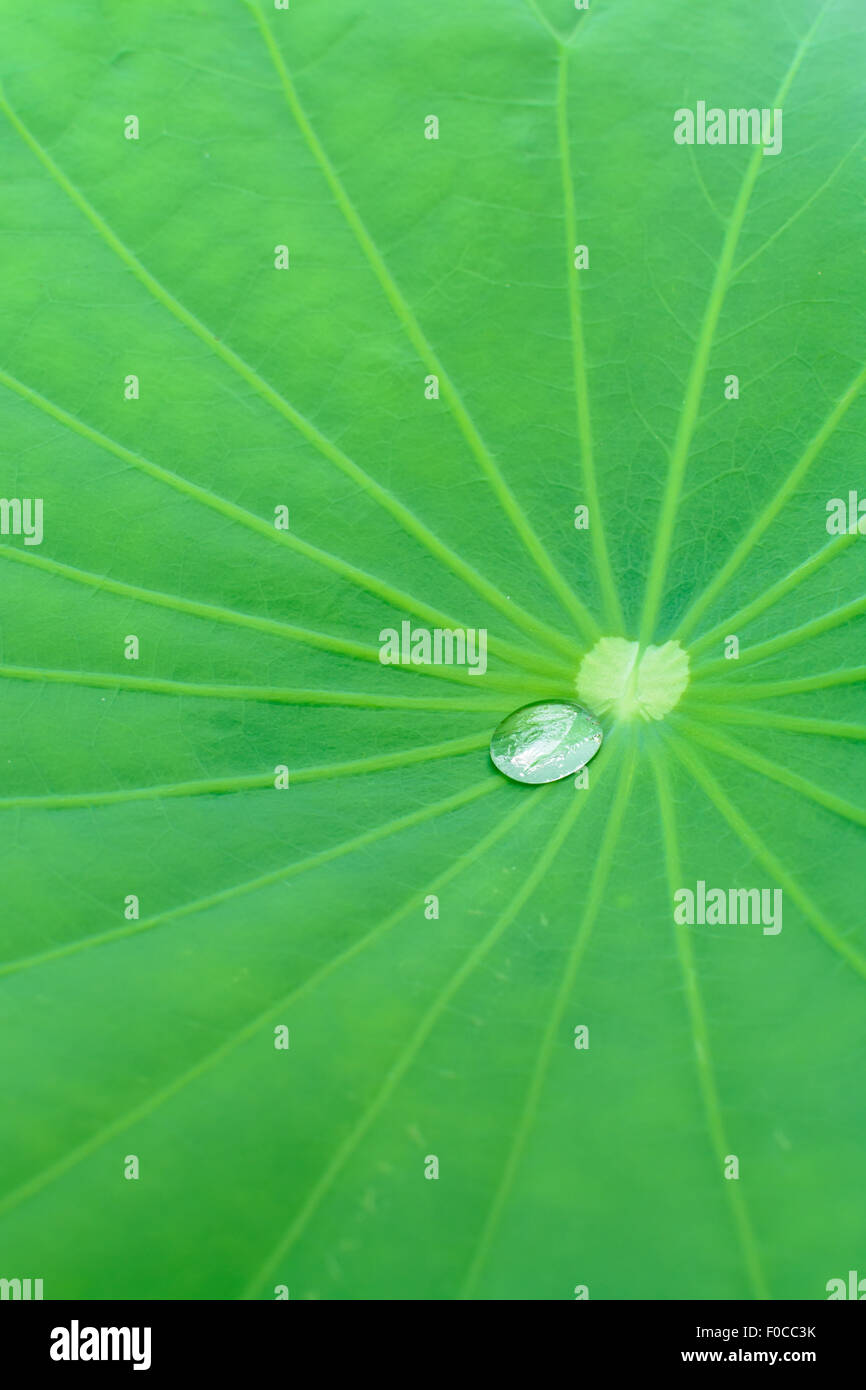 Green Lotus leaf with water droplet on leaf Stock Photo - Alamy