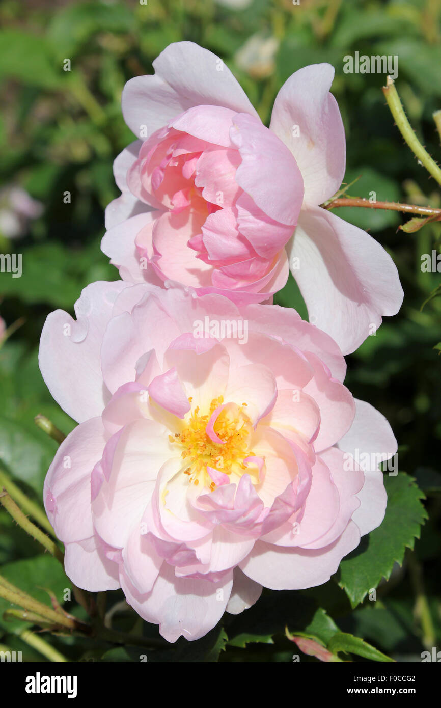 Rosa 'Scarborough Fair' a Semi double English Rose Stock Photo