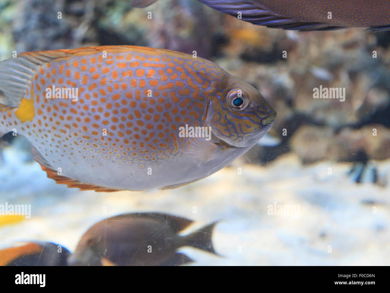 Silver fish with brown gold spots swims toward the top Stock Photo