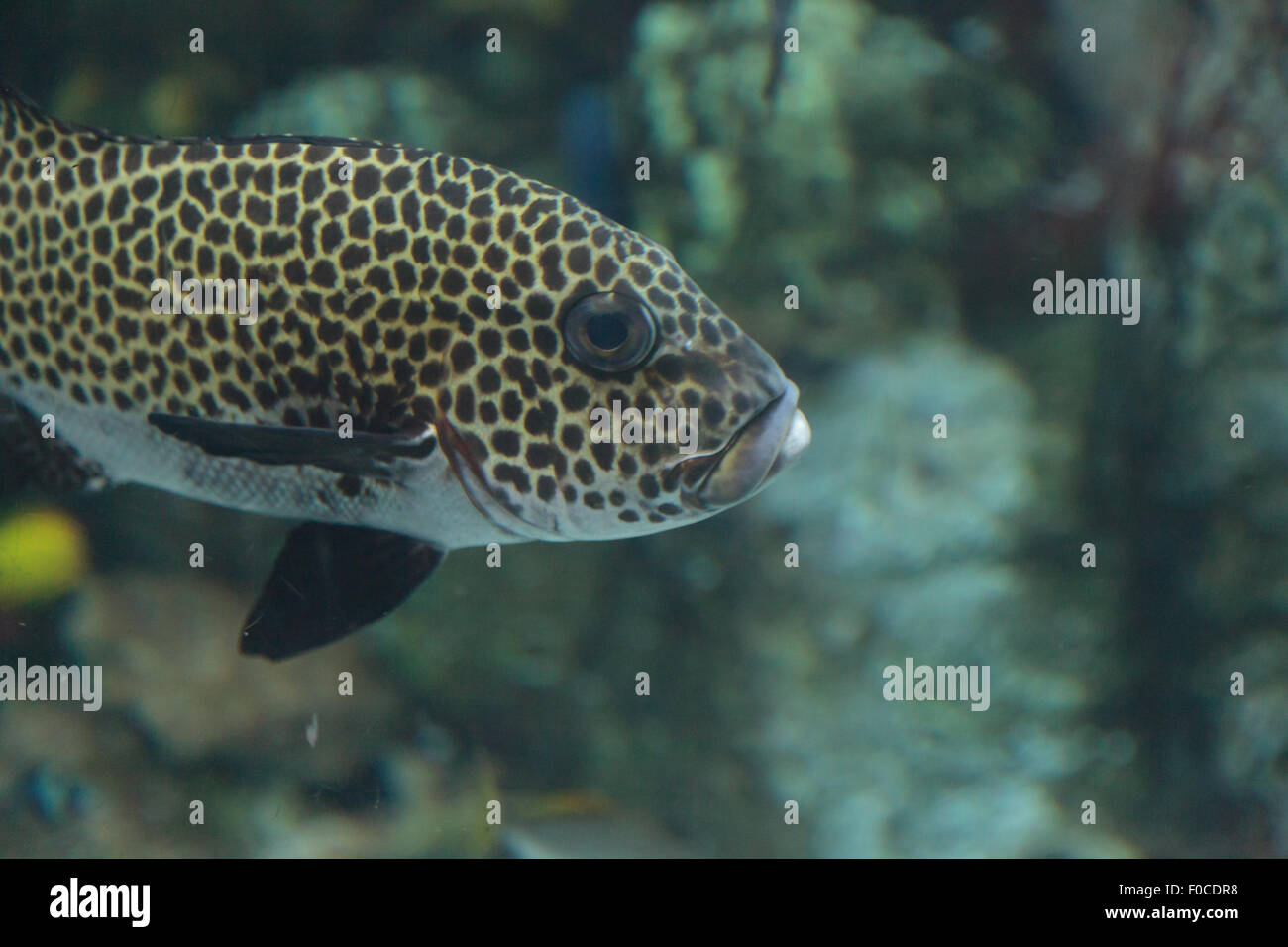 Spotted leopard fish swims on a reef in the ocean Stock Photo