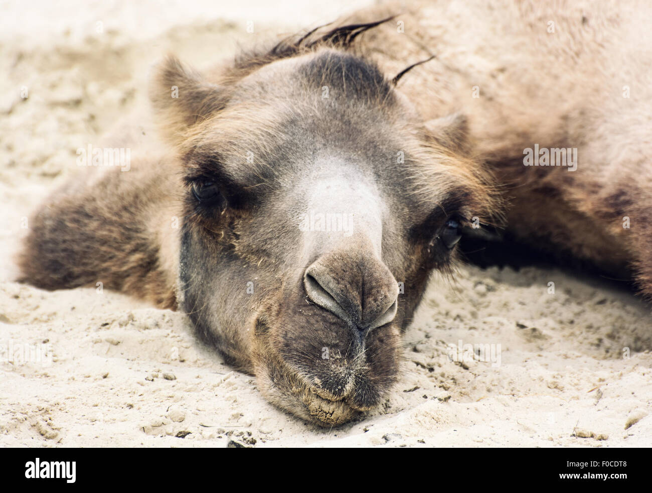 Bactrian camel (Camelus bactrianus) lying and relaxing in the sand by ...