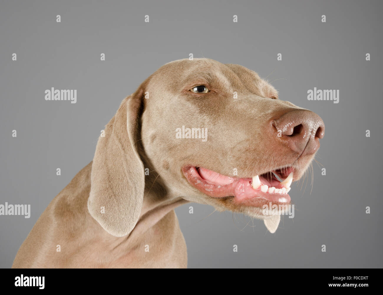 grey velvet weimaraner