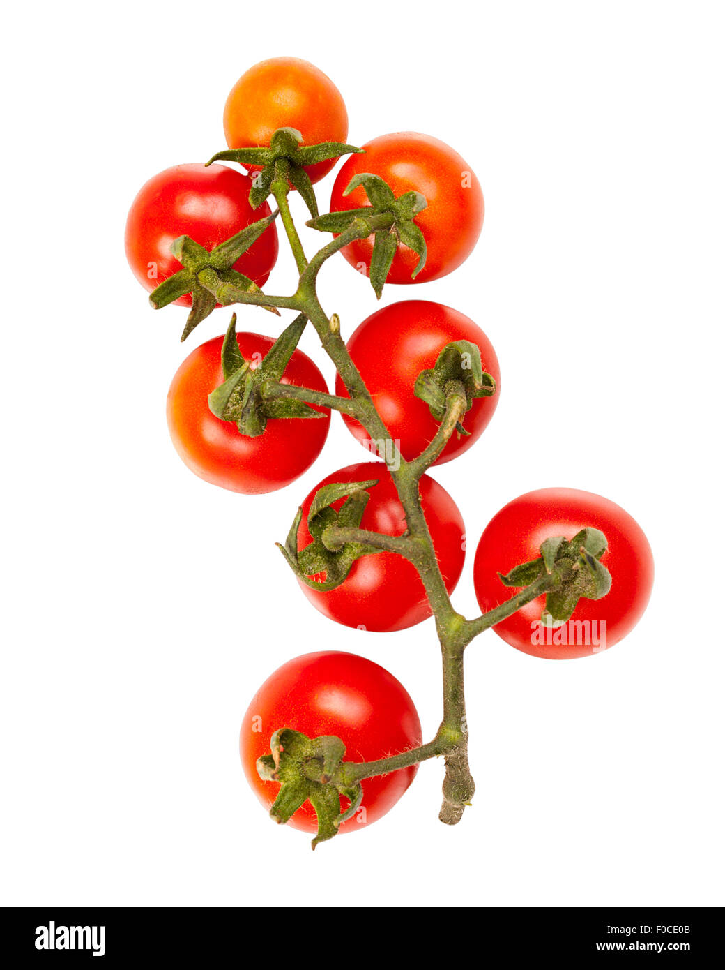 Fresh Cherry tomatoes branch on white background Stock Photo - Alamy