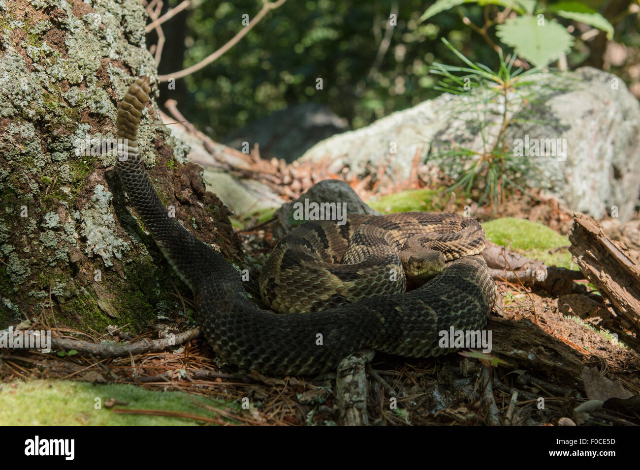 Crotalus horridus - Timber rattle snake Stock Photo