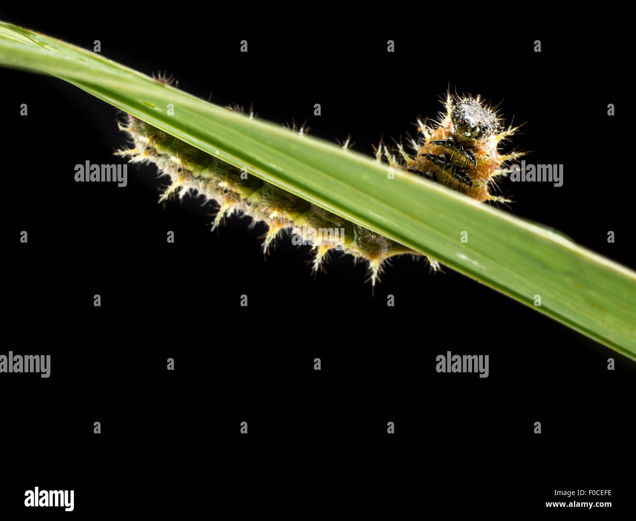 Caterpillar poking out of green leaf on black background Stock Photo