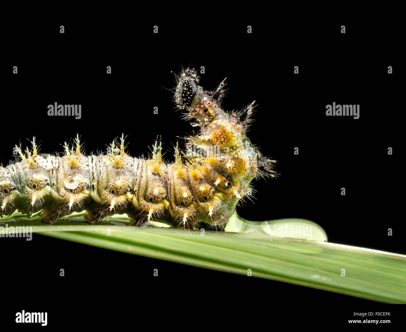 Caterpillar crawling on green leaf on black background Stock Photo