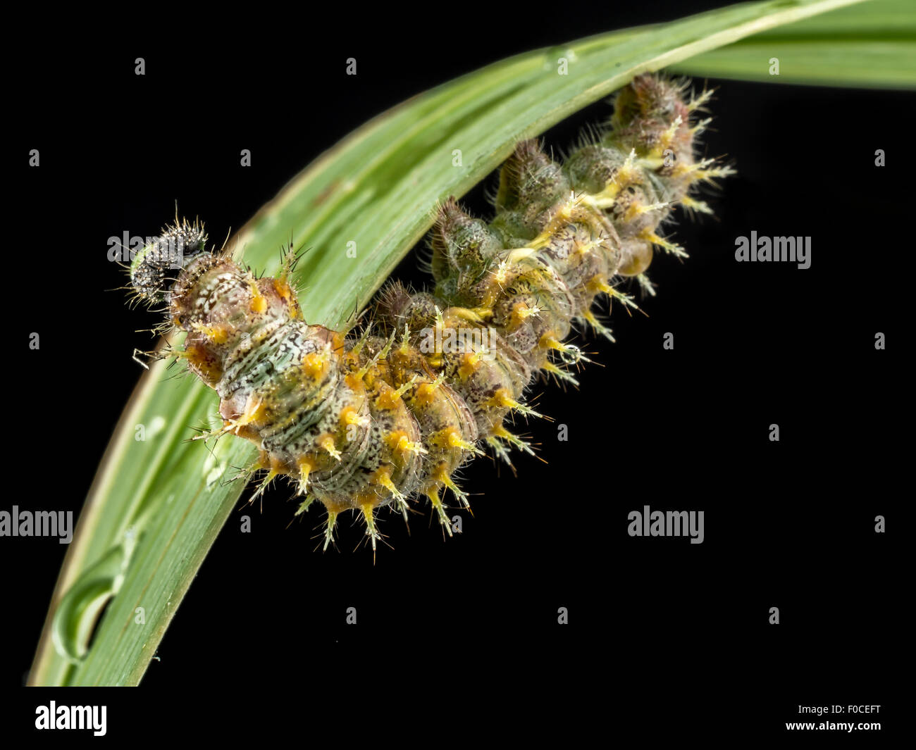 Caterpillar crawling down on green leaf on black background Stock Photo