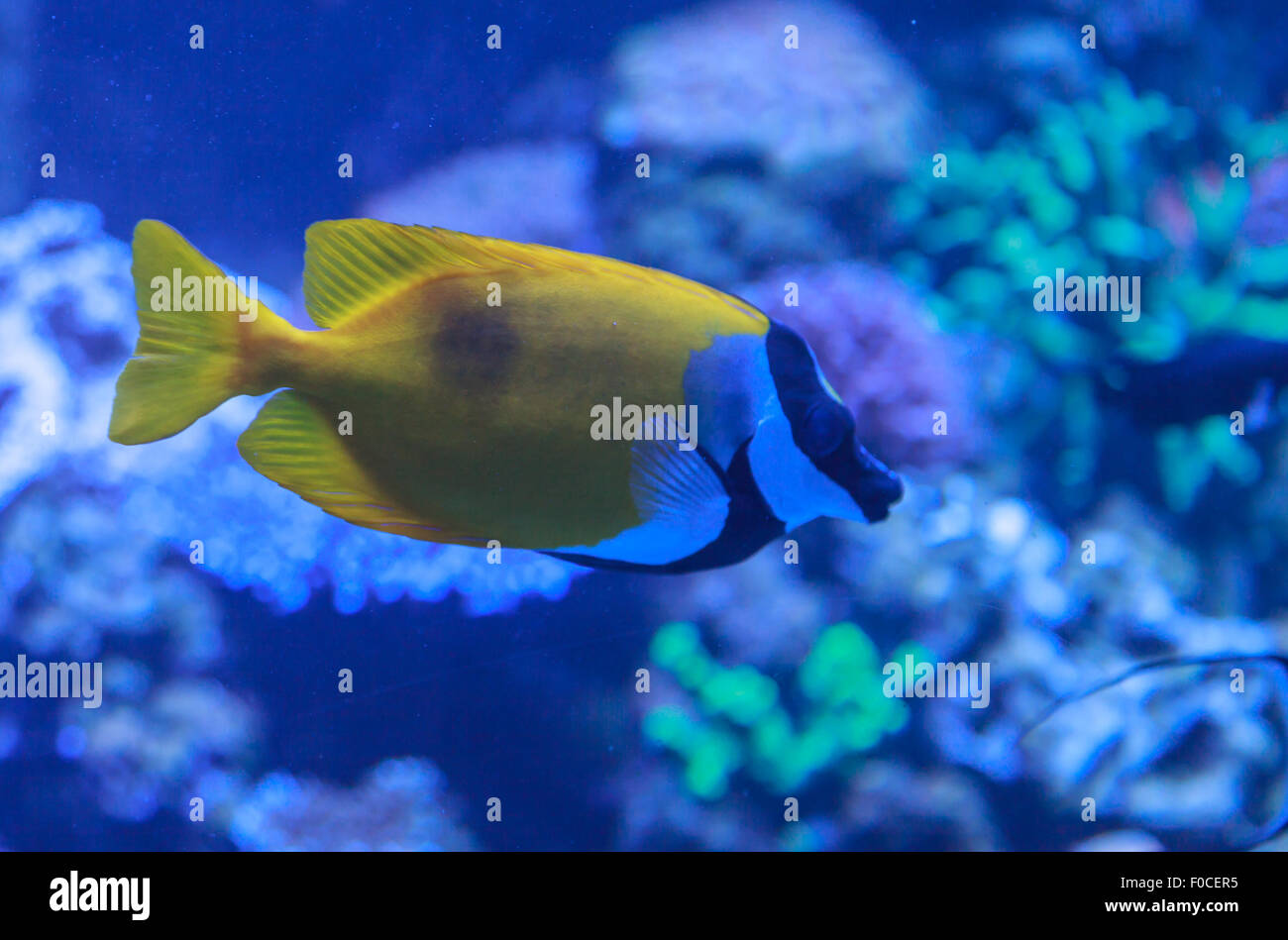 Foxface rabbitfish, Siganus vulpinus, is a yellow fish with black and white bands across its face. Stock Photo