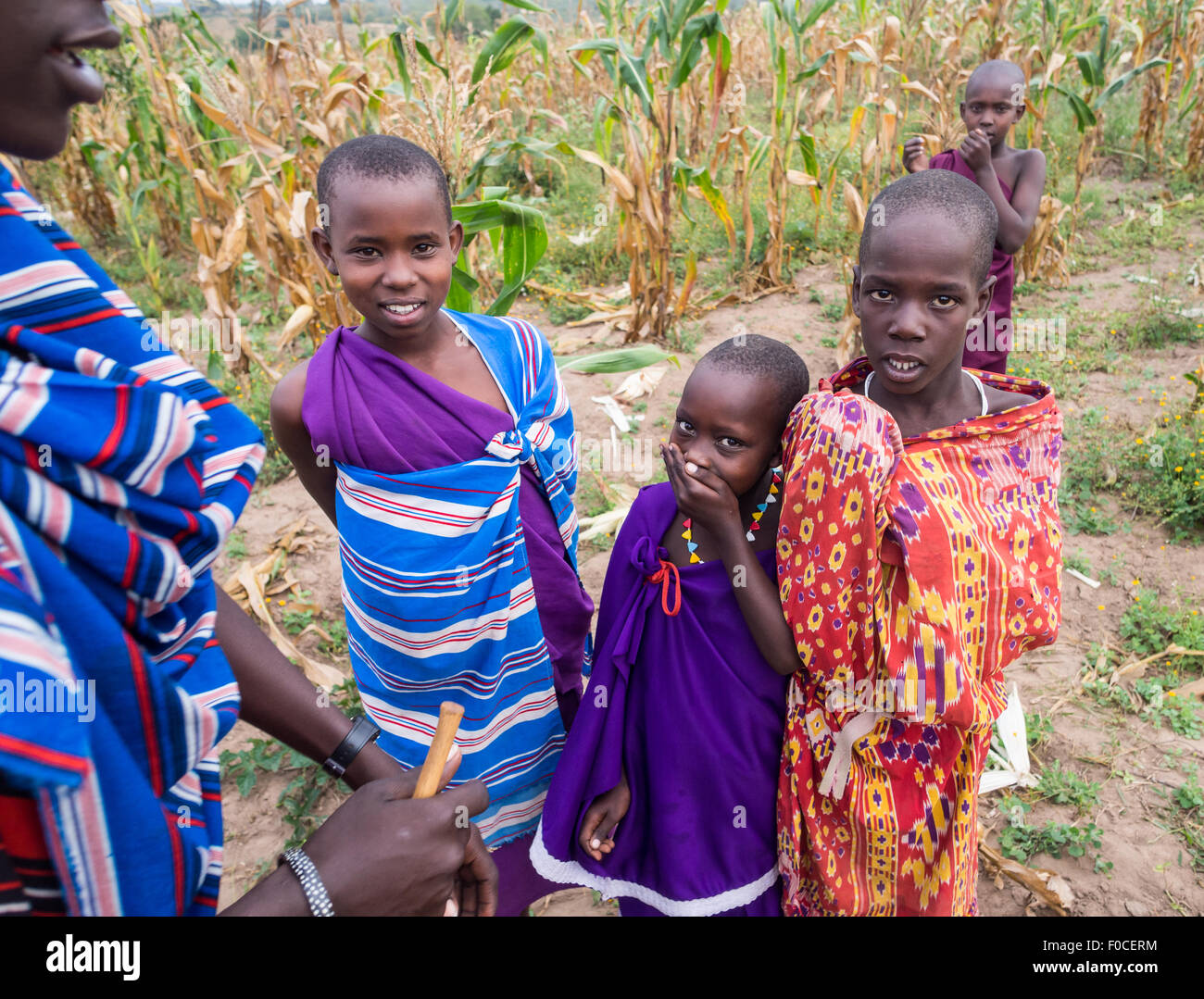 Maasai children in a cornfield in their boma (village) in Tanzania, Africa. Wide angle. Stock Photo
