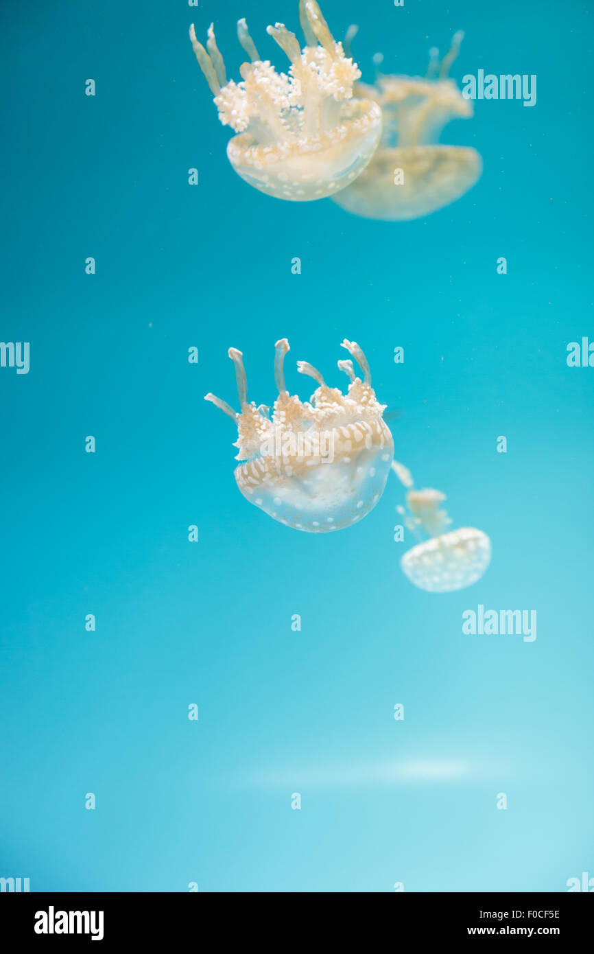 Spotted lagoon jelly, golden medusa, Mastigias papua, is from the Indo-Pacific. Stock Photo