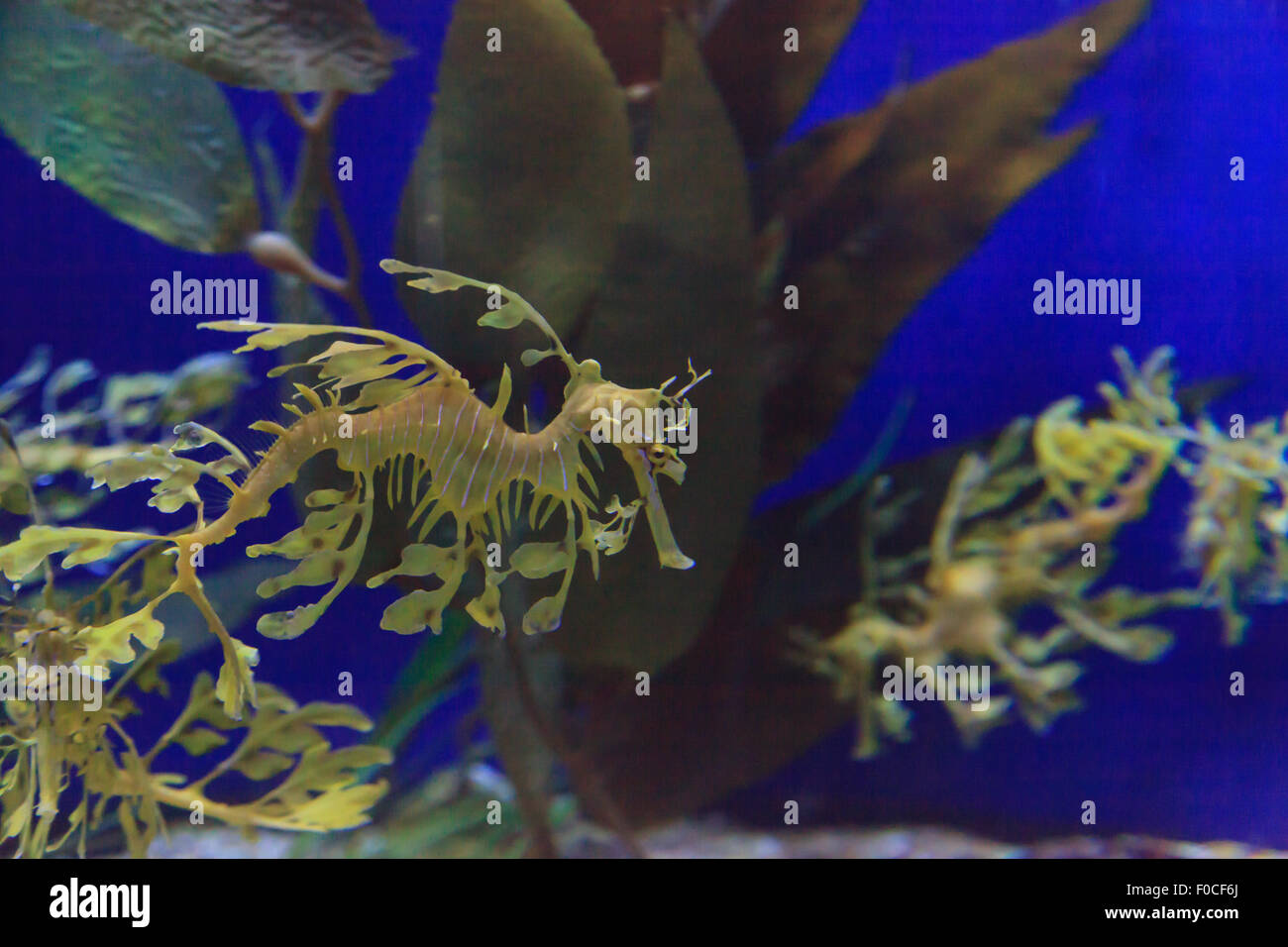 Leafy Seadragon Phycodurus Eques Is Also Known As Glauert S