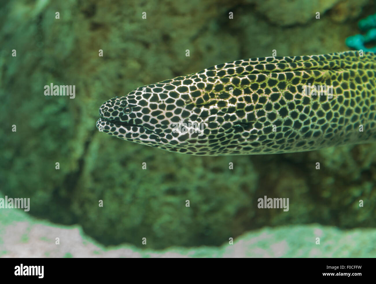Leopard moray eel, Enchelycore pardalis, has spotted skin Stock Photo
