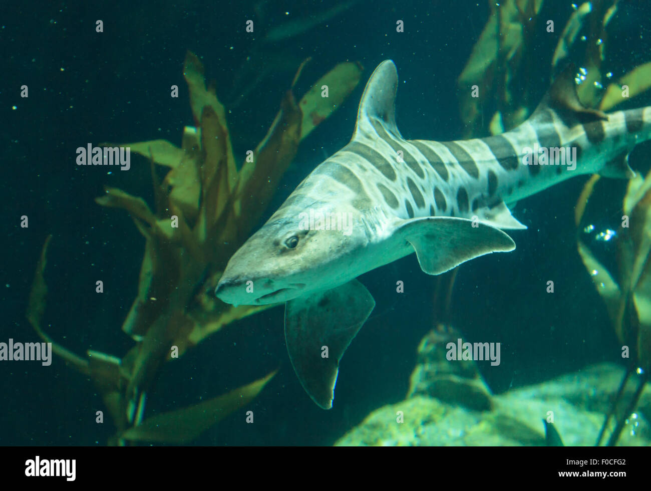 Zebra shark, Stegostoma fasciatum, also called the leopard shark, is a species of carpet shark and is found throughout the tropi Stock Photo