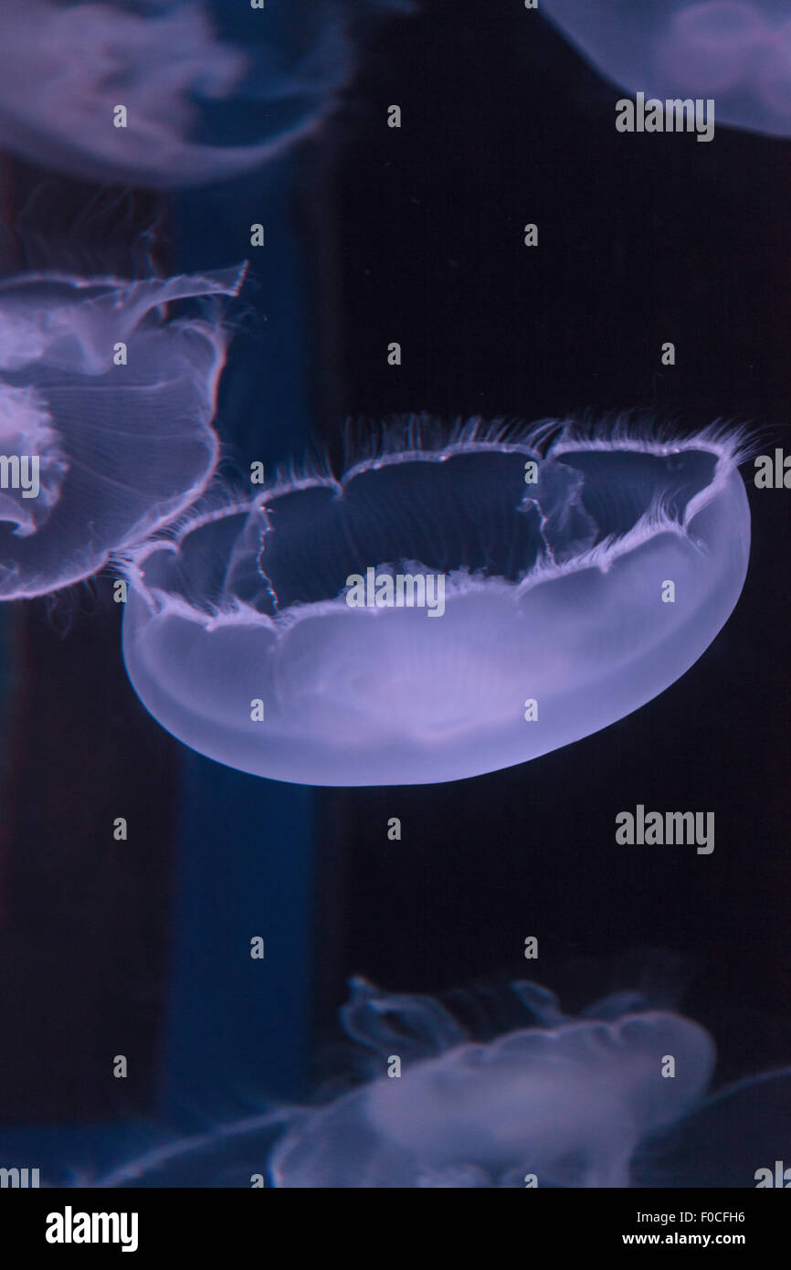 Moon jellyfish, Aurelia aurita, is translucent and has four horseshoe