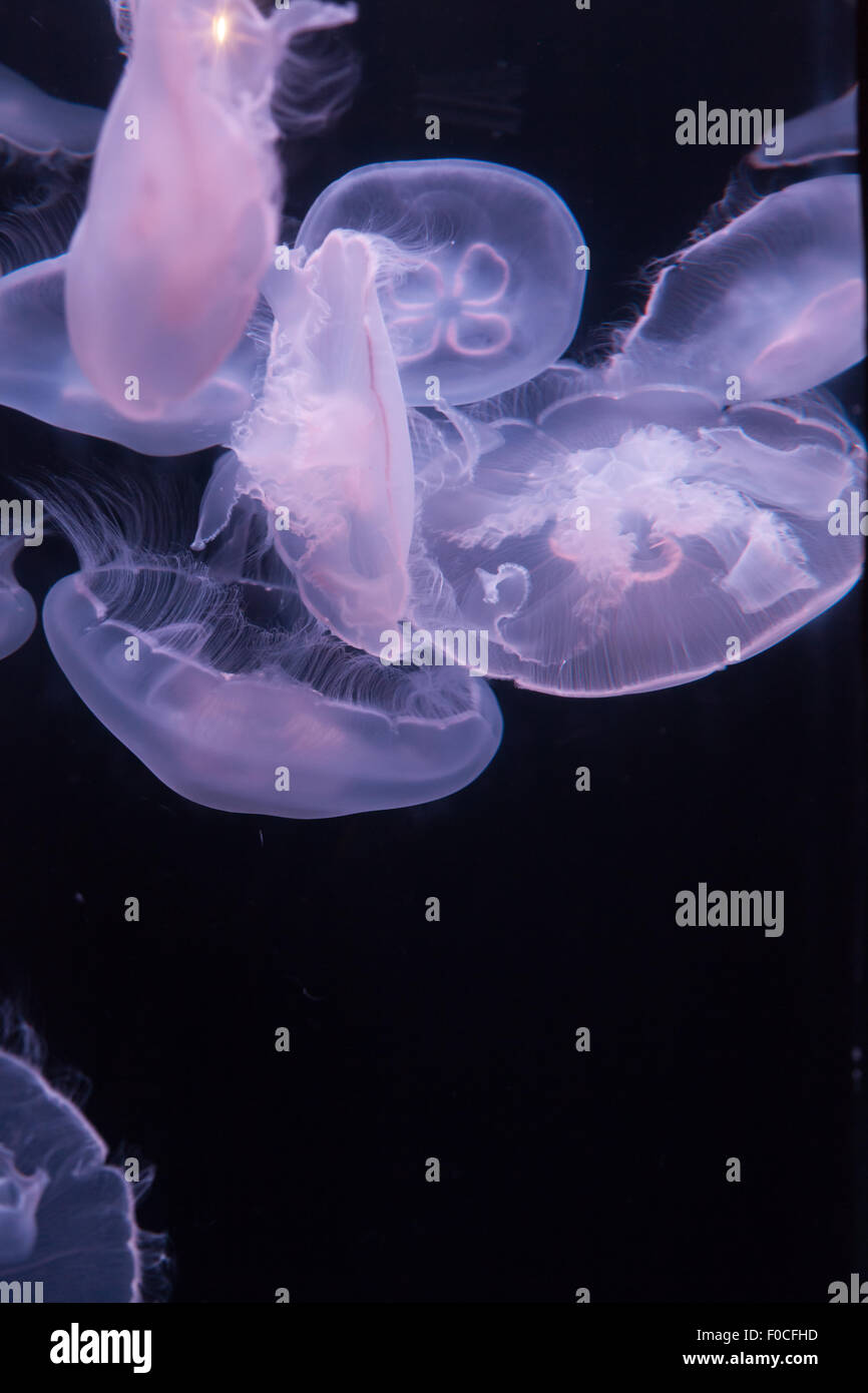 Moon jellyfish, Aurelia aurita, is translucent and has four horseshoe