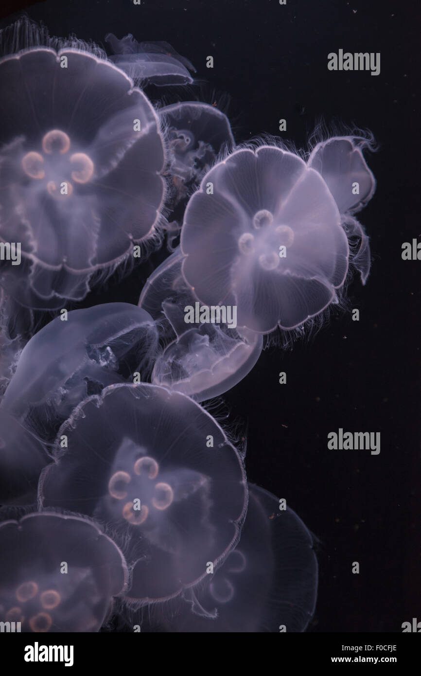 Moon jellyfish, Aurelia aurita, is translucent and has four horseshoe-like gonads visible. It drifts with the current throughout Stock Photo