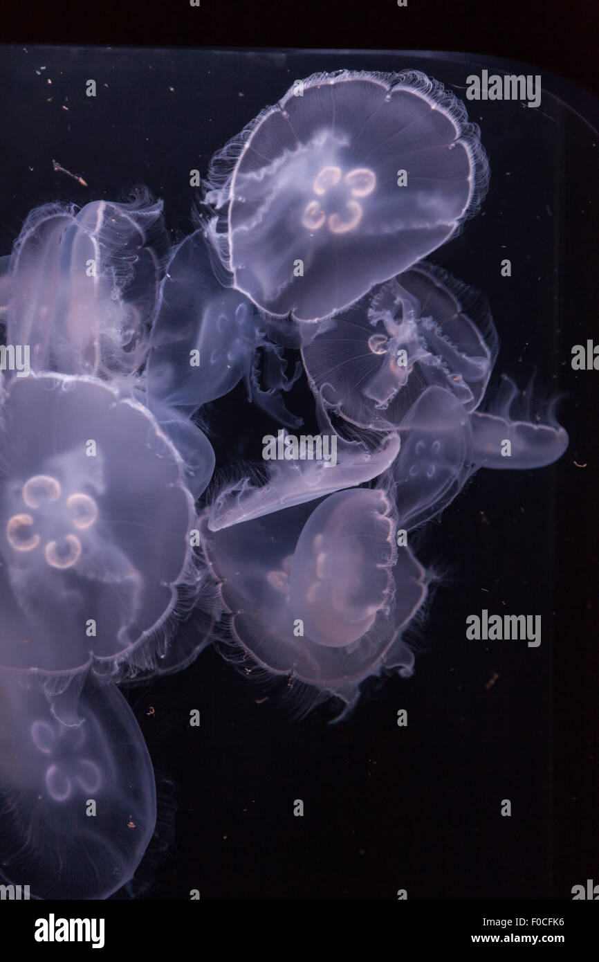 Moon jellyfish, Aurelia aurita, is translucent and has four horseshoe-like gonads visible. It drifts with the current throughout Stock Photo