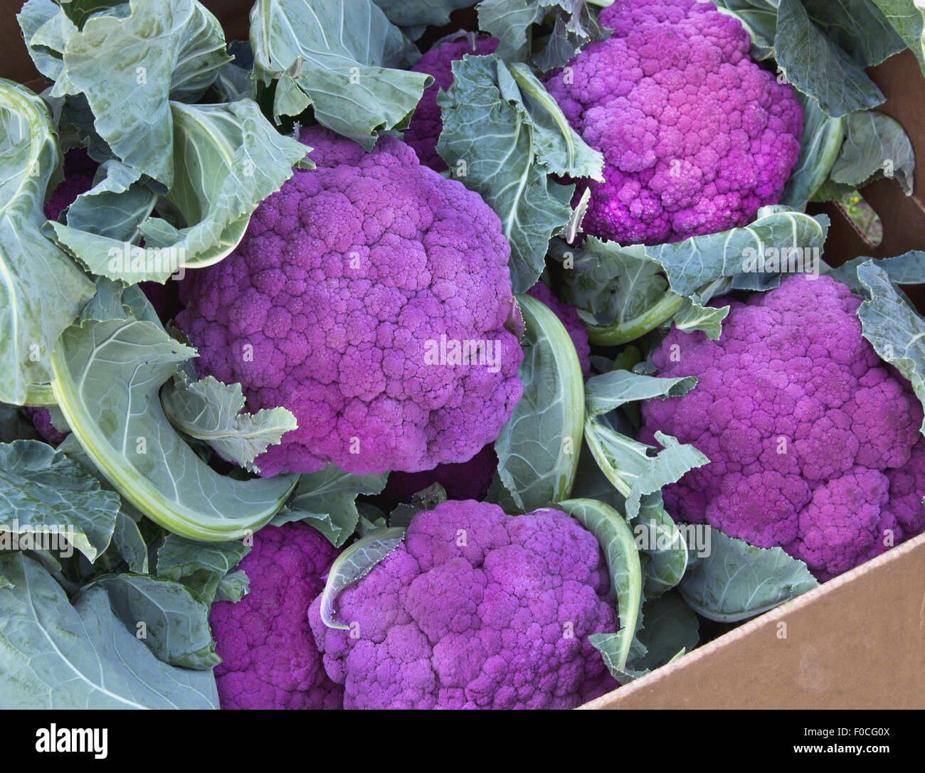 Purple Cauliflower in packing box Stock Photo Alamy