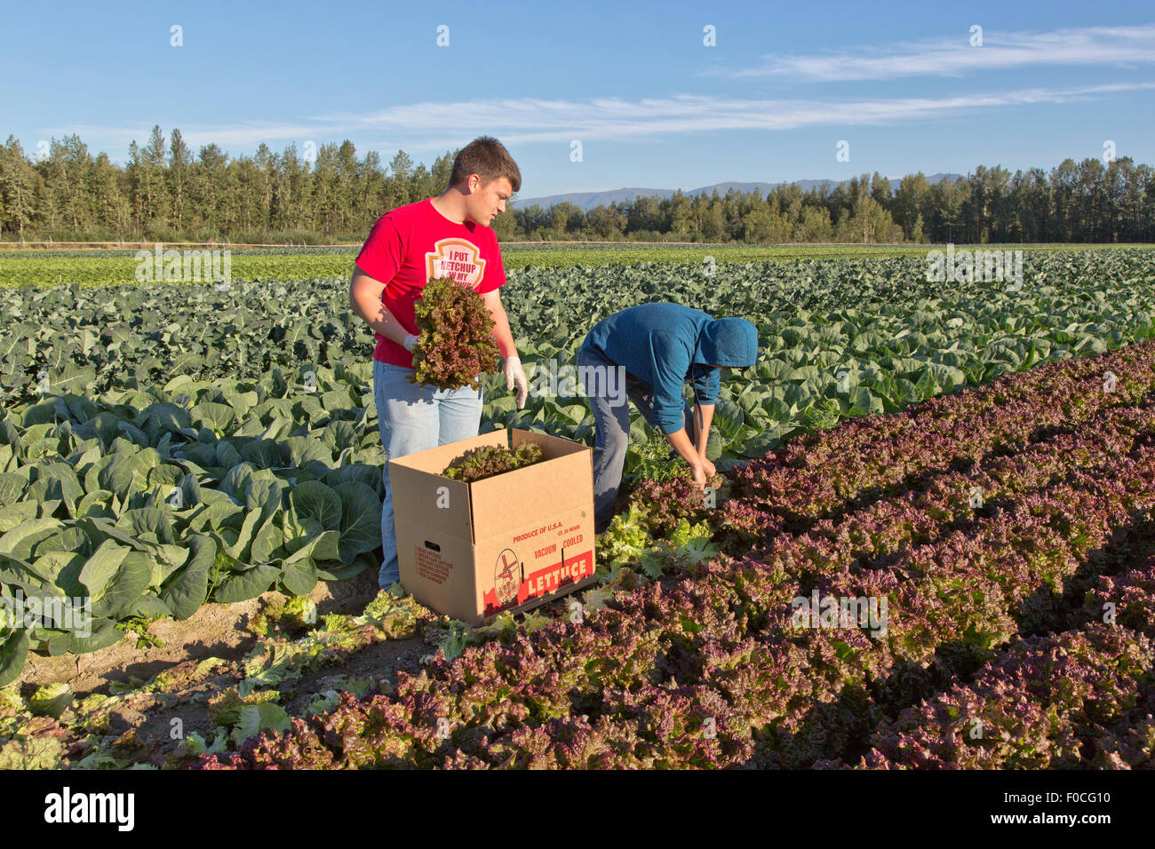 Young farmers harvesting 'Red Leaf Lettuce'. Stock Photo