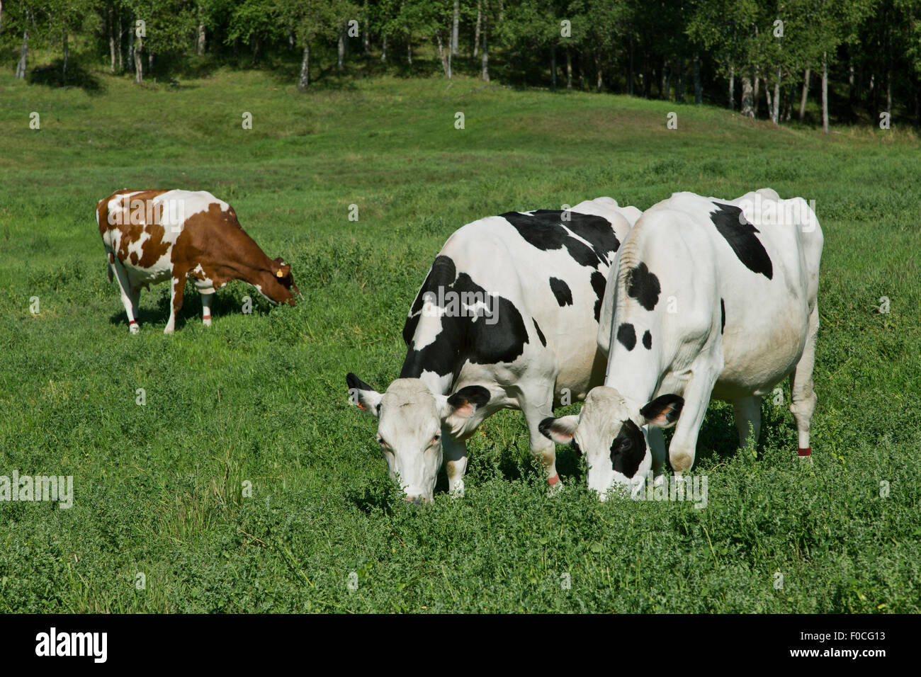 Holstein & Swedish Red & White dairy cows grazing green field. Stock Photo