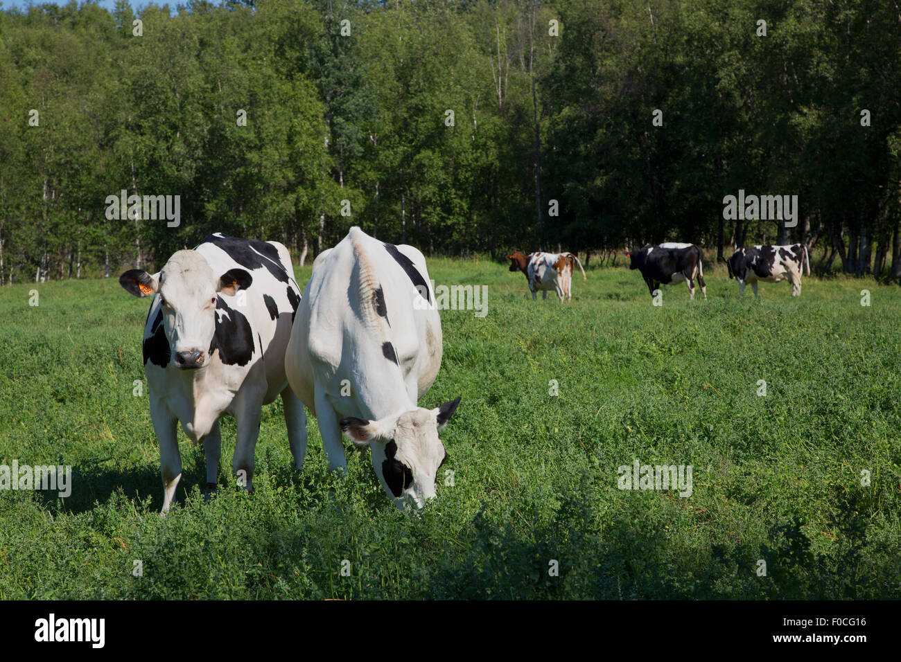 Holstein & Swedish Red & White dairy cows grazing green field. Stock Photo
