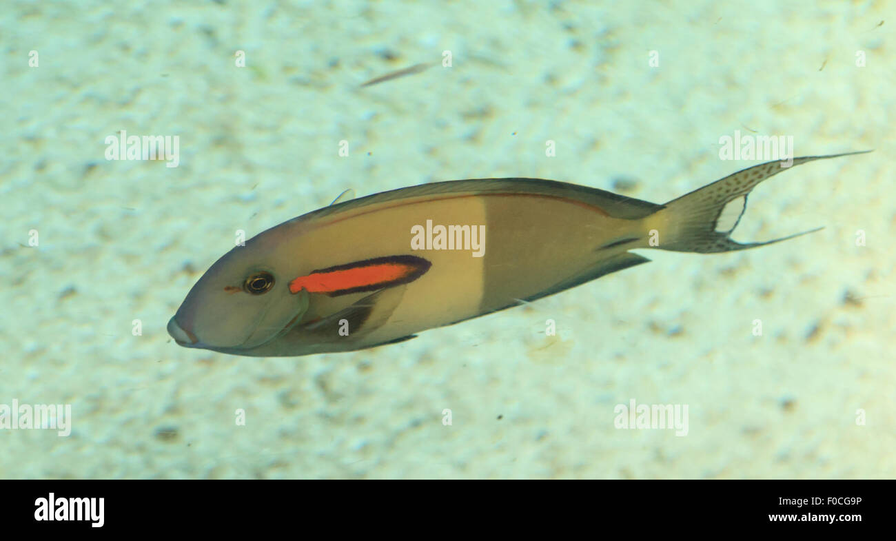 Orange shoulder tang fish, orangeshoulder, Acanthurus olivaceus, is found in the Indo-West Pacific Stock Photo