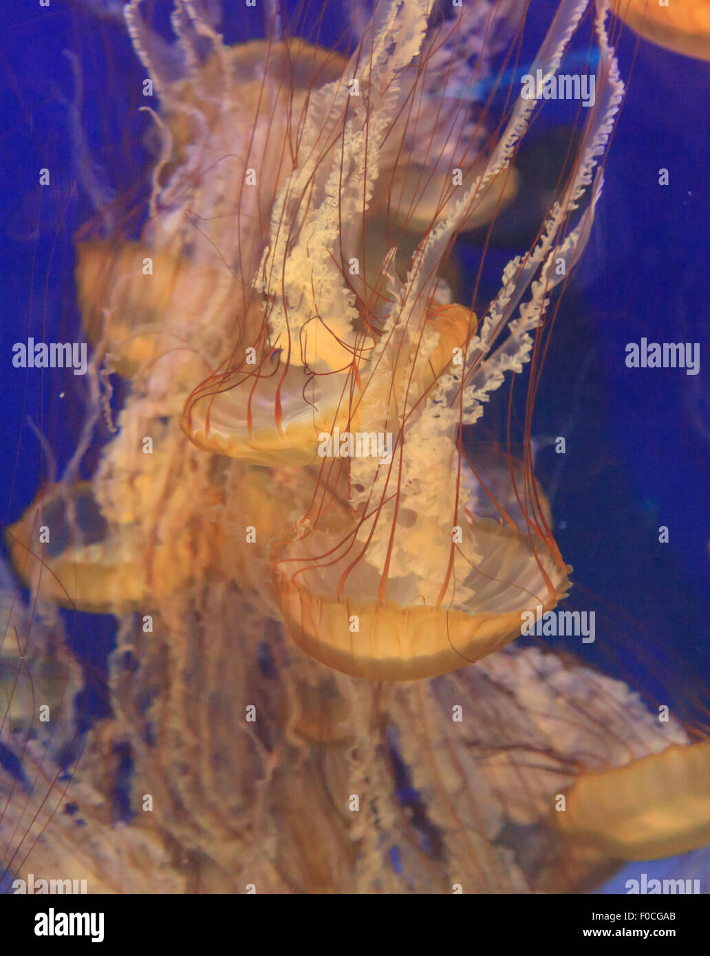 Pacific sea nettle jellyfish, Chrysaora fuscescens, is found along the coast of California and Oregon in the United States. Stock Photo
